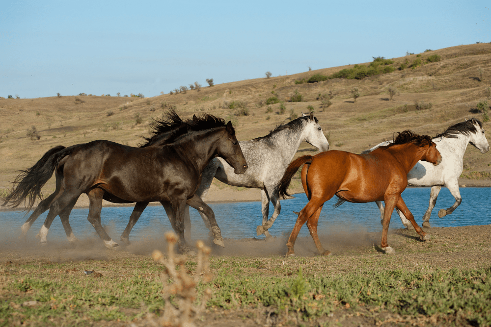 Conservation and Management of Mustang Horses