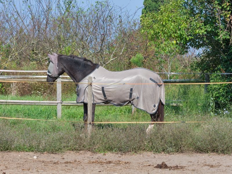 dark colored horse wearing light fly sheet. Are fly sheets good for horses?