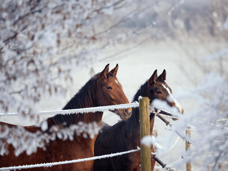 Two bay horses out in paddock with electric fencing during winter with no blankets. opinions on blanketing horses in the winter.