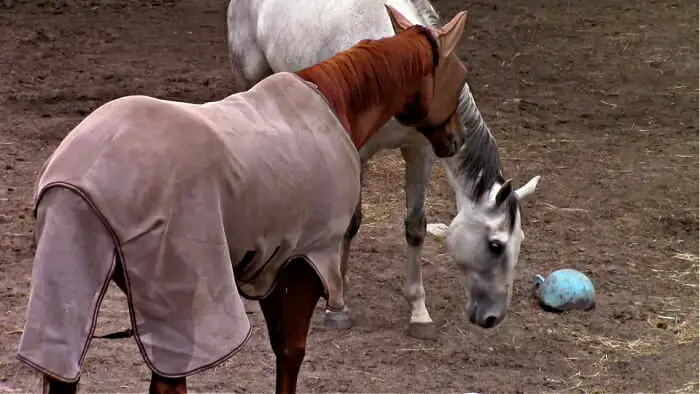 does your horse need a fly sheet