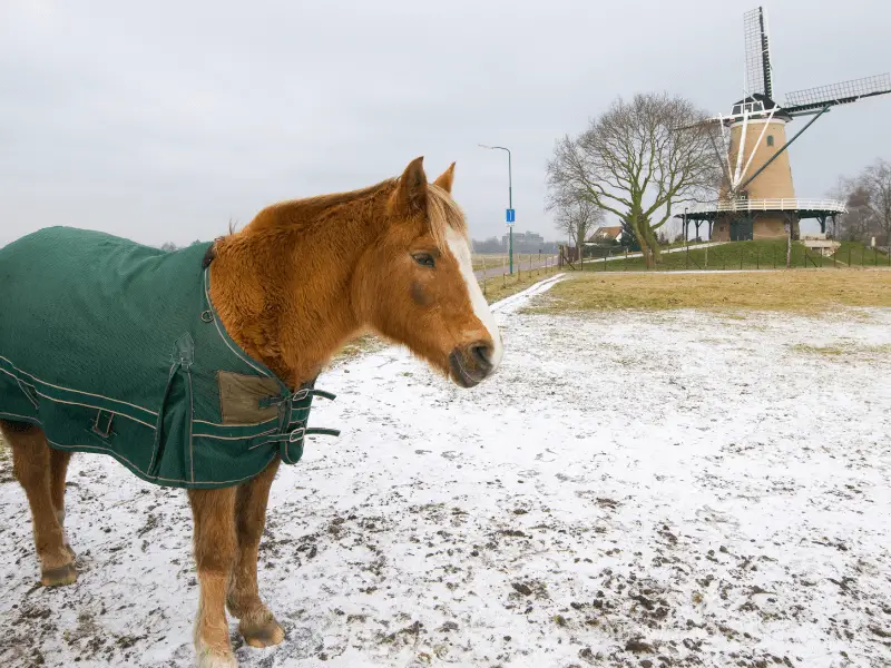 Older chestnut horse wearing a blanket in the winter. Factors to consider for blanketing horses.