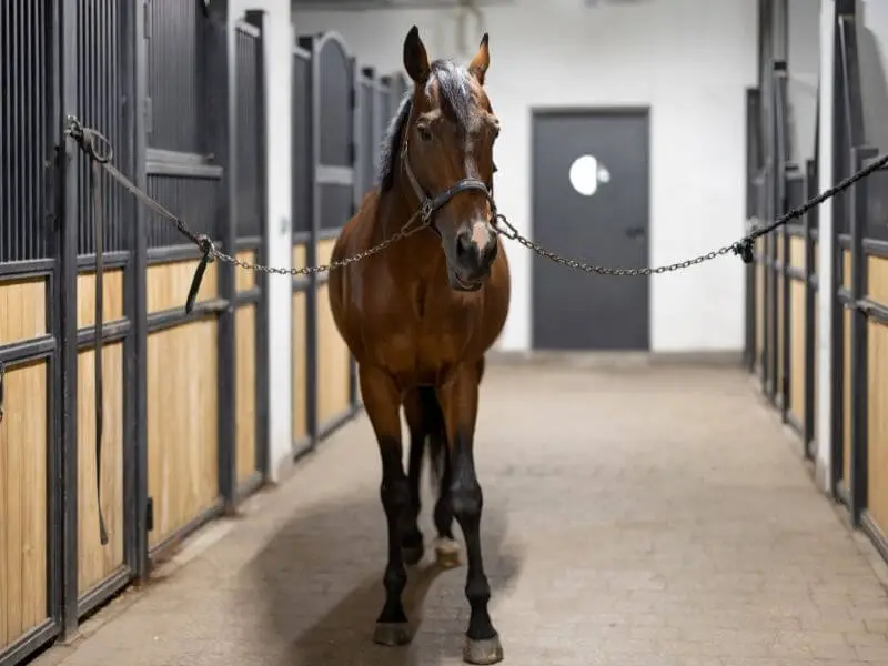 bay horse with fly sheet off. How to Put on a Horse Fly Sheet