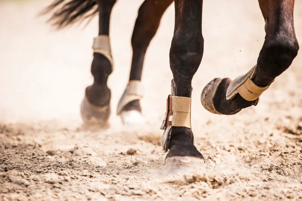 Horse legs
