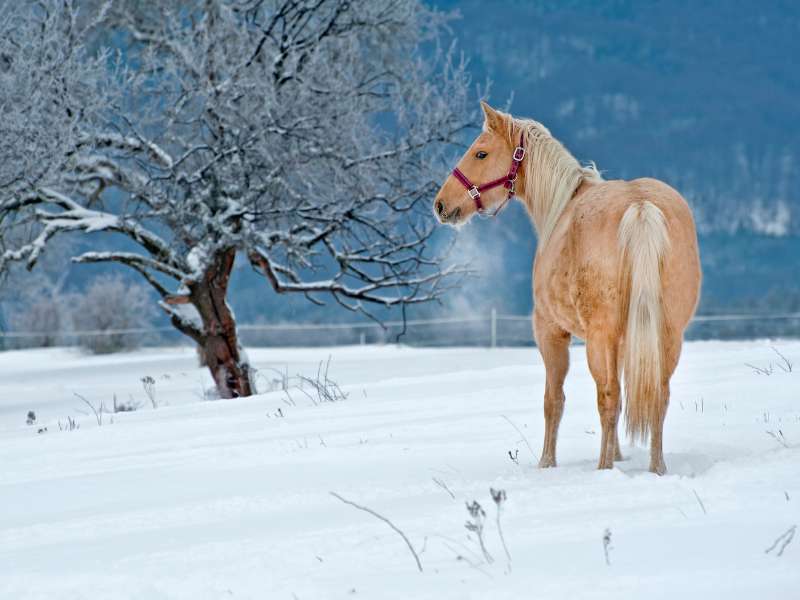 palomino horse in a snow filled paddock- The Science of a Horse's Winter Coat