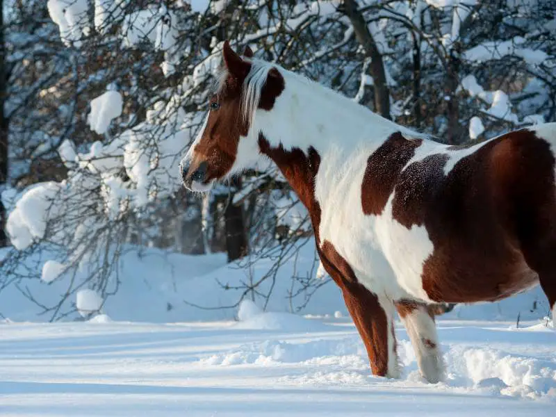 a paint horse in the snow- how horses stay warm in the winter