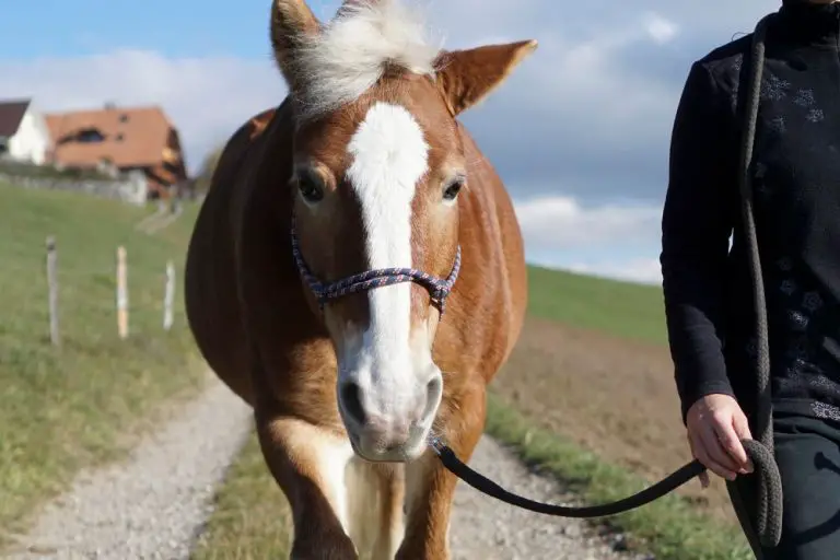 Horse Is Lame: What Does This Mean?