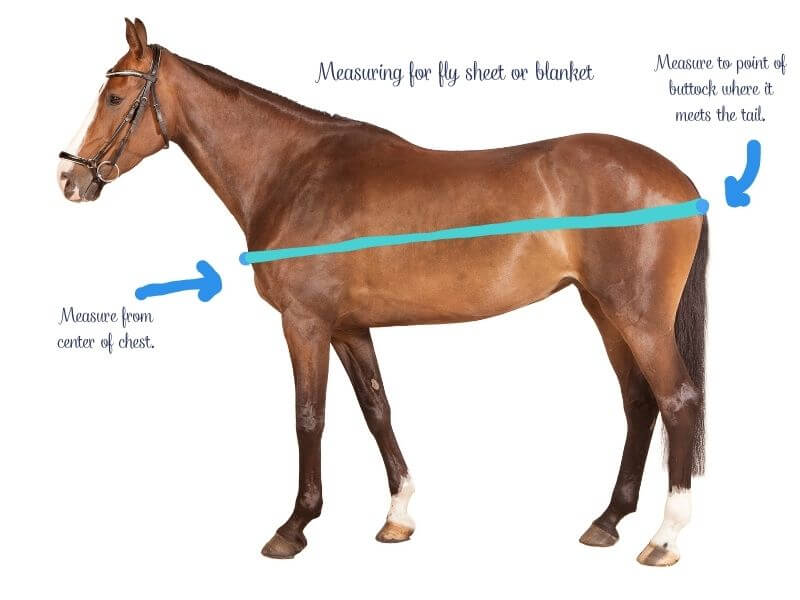bay horse. How To Measure Horse For Fly Sheet