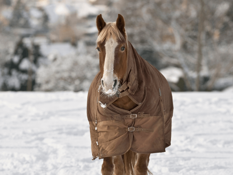 Flaxen chestnut horse outside in the snow wearing a blanket with a hood.  Pros and cons of blanketing. 