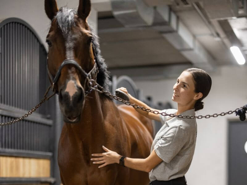 bay horse with owner. Ready to put a fly sheet on your horse.