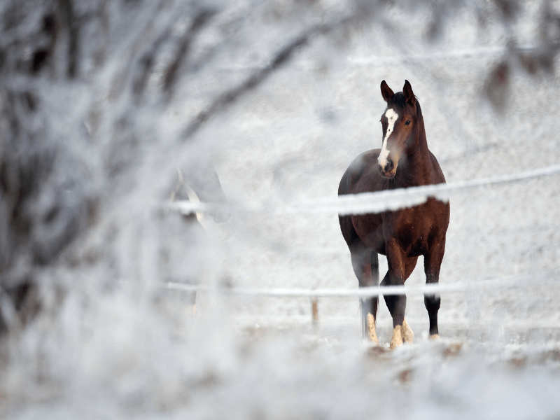 Bay horse with blaze out in snowy paddock with no blanket. to blanket or not to blanket.