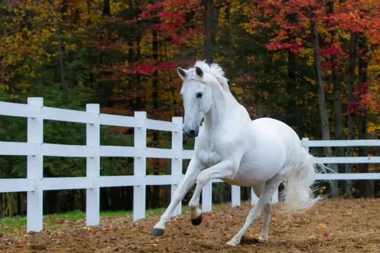245 Stunning White Horse Names