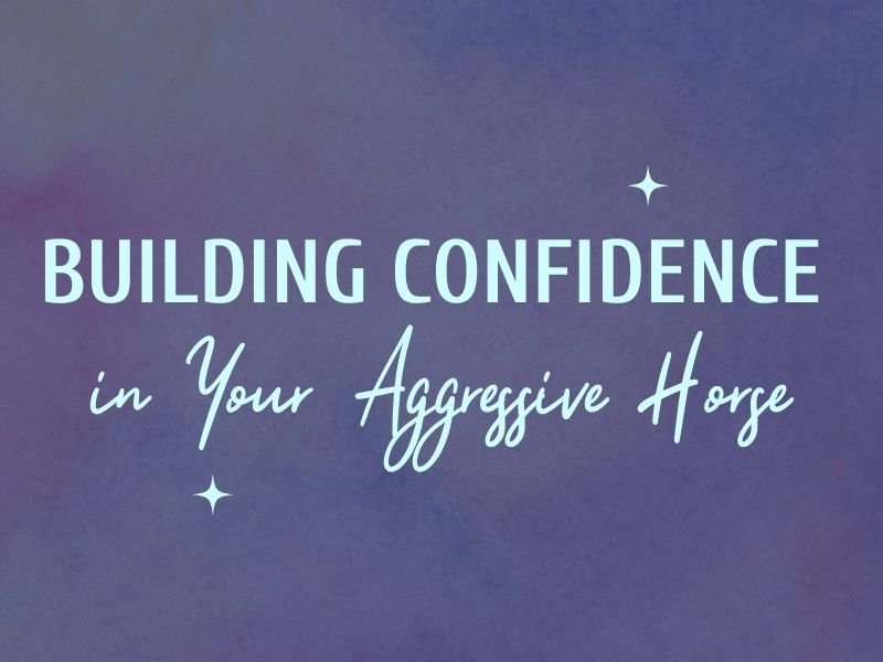 Building Confidence in Your Aggressive Horse