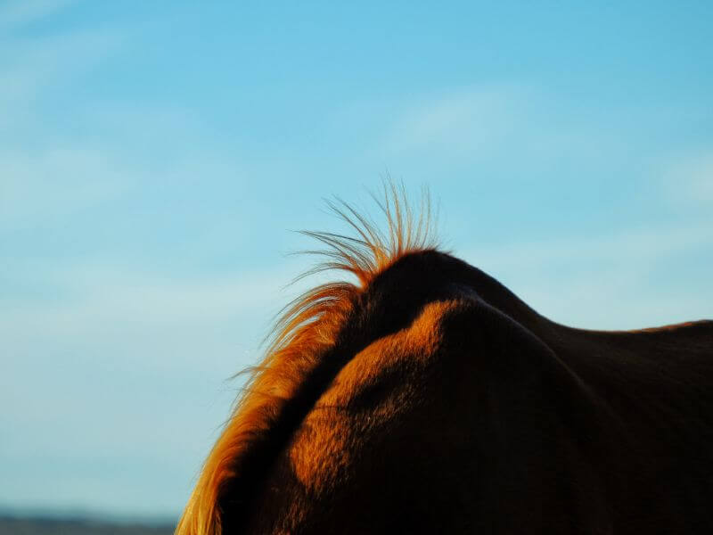 Chestnut horse withers. Diagnosing and Treating Horse Wither Problems