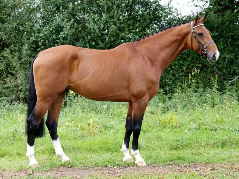 Bay horse with normal withers
