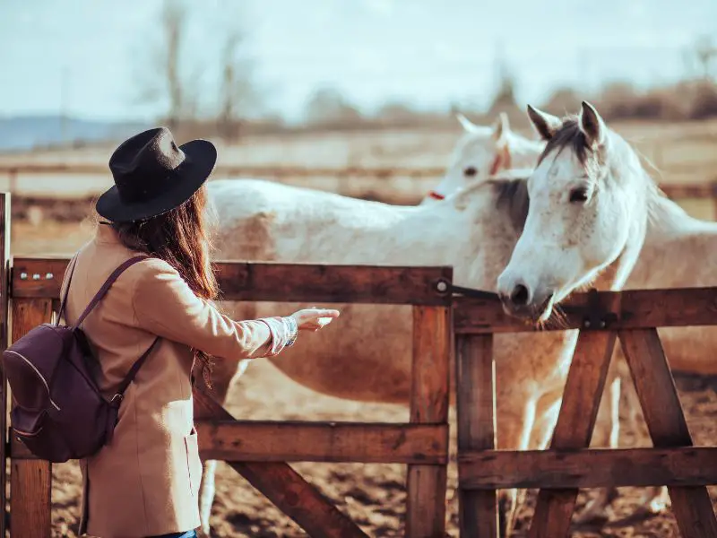 How to approach a horse. Woman walking up to grey horse at a gate