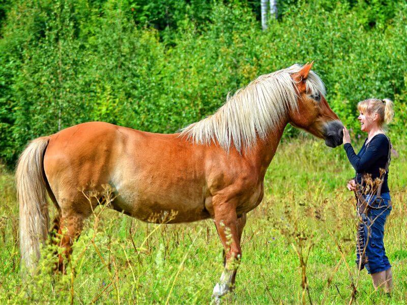 how to train a horse to come and be caught easily. A woman standing with her Haflinger horse in a field.