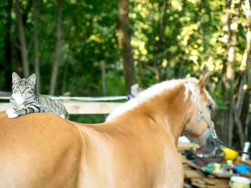 Haflinger with low withers or mutton withers. Low withers Challenge