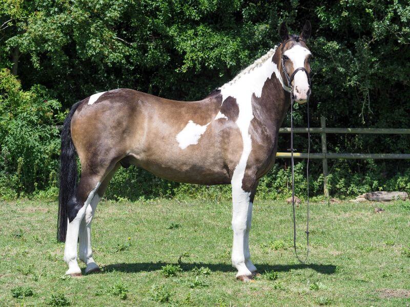 paint horse with mutton withers.  Common Myths About Horse Withers