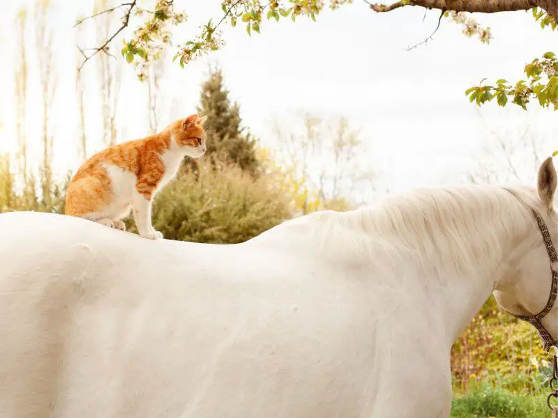 Cat sitting on a grey horse's back. Anatomy and function of horse withers.
