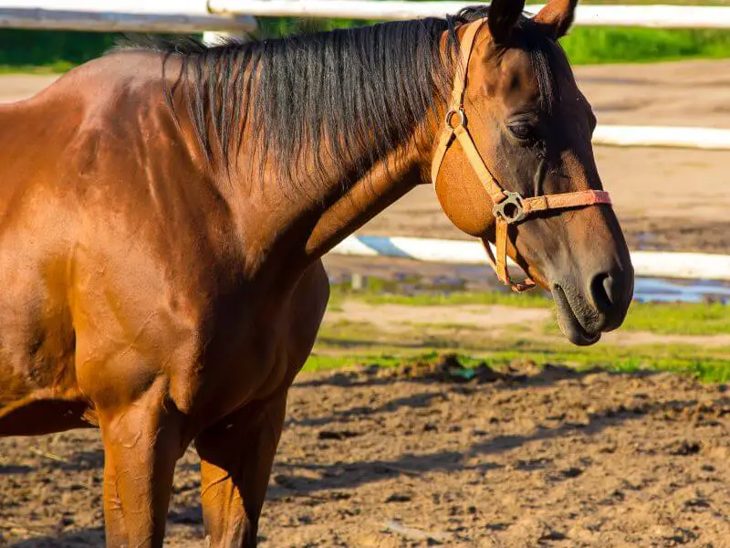 Bay Thoroughbred with high withers or shark fin withers. High withers Challenge