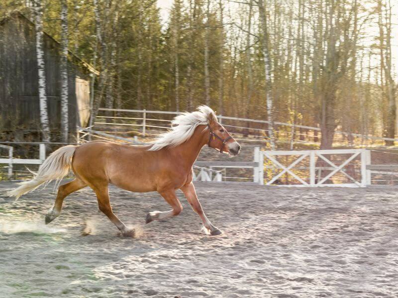 be patient and consistent while you train your horse
