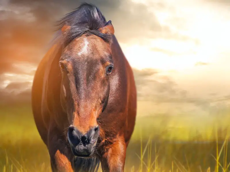 How to Approach an Aggressive Horse. Sunset with a horse that has their ears pinned back.