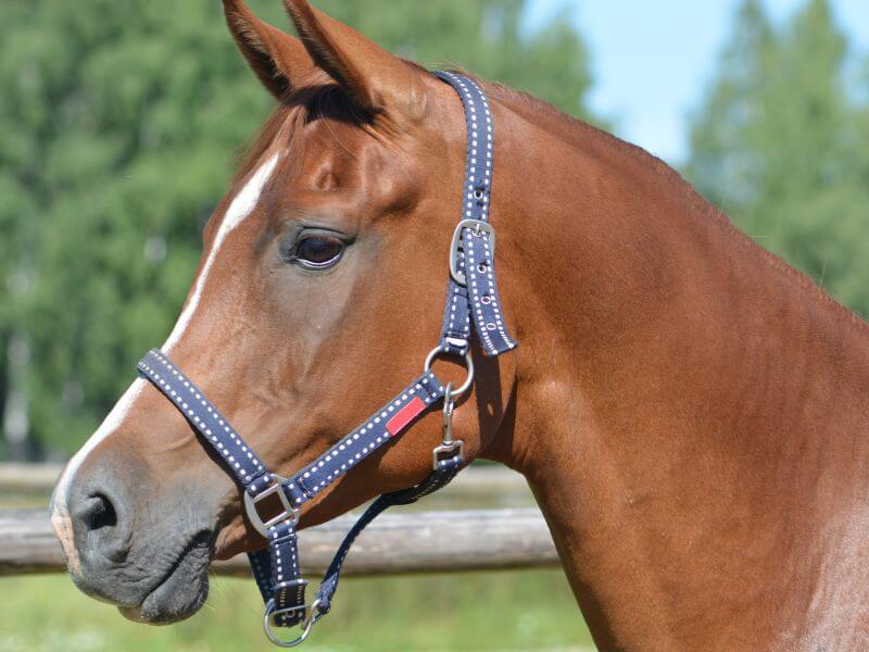 horse equipment for training horse to be caught easily. A chestnut horse wearing a halter.