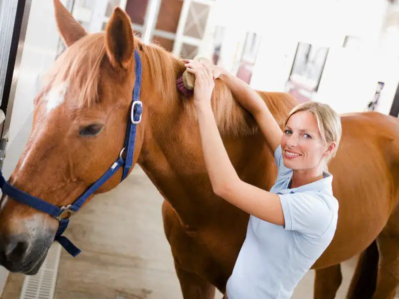 Horse grooming basics and tools for grooming horses.