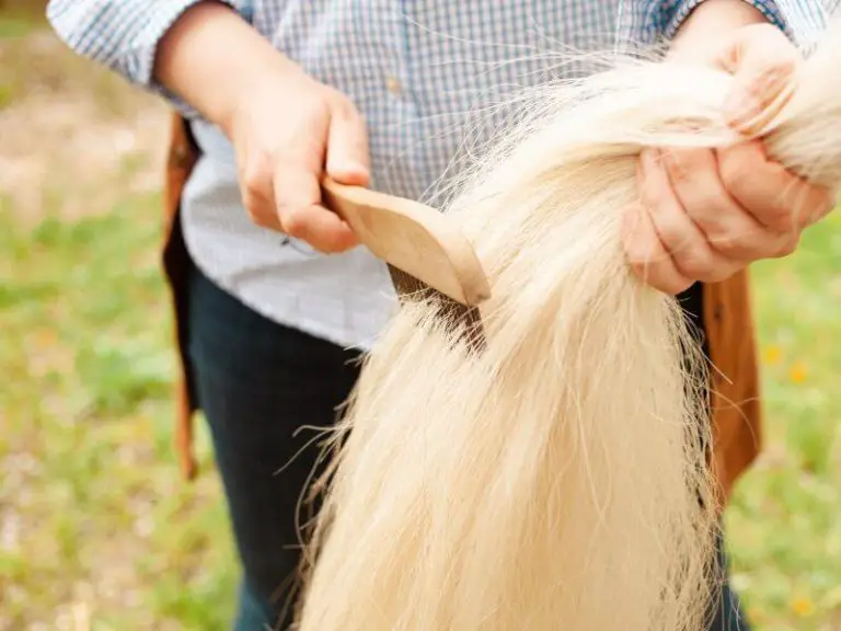 Essential Horse Grooming Tools (Basics Of Grooming Horses)