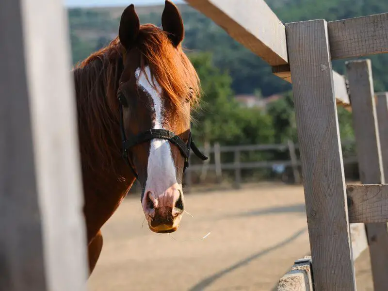 Learn all about horses hair