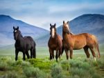 herd of horses: are horses a prey animal