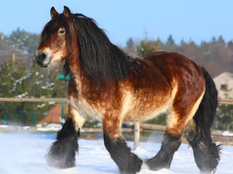 11 Biggest Horse Breeds in the World