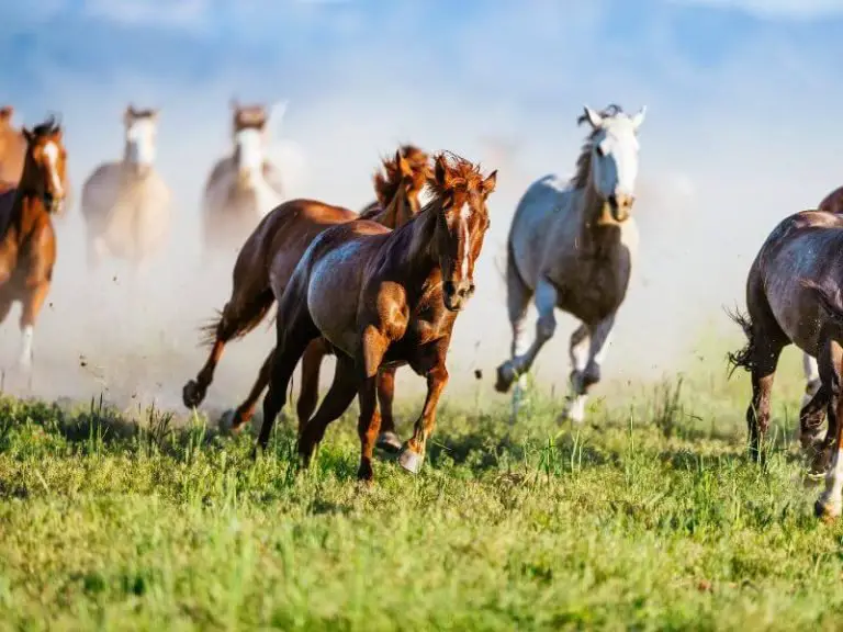 Are Horses Prey Animals Or Are Horses Predators?