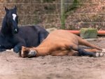 Sleeping horses lying down