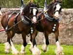 Learn all about work horse breeds