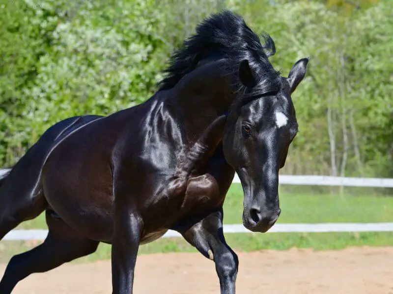 all about black horses