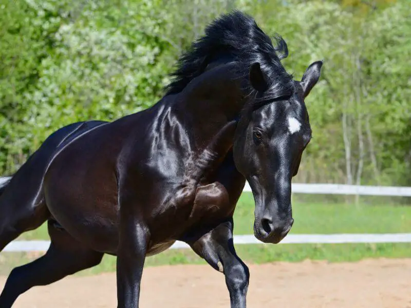 Black Horses 101- Everything You Need To Know