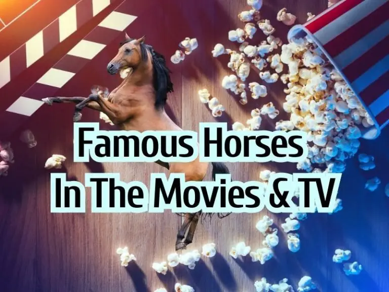 21 Famous Horses in Movies and TV
