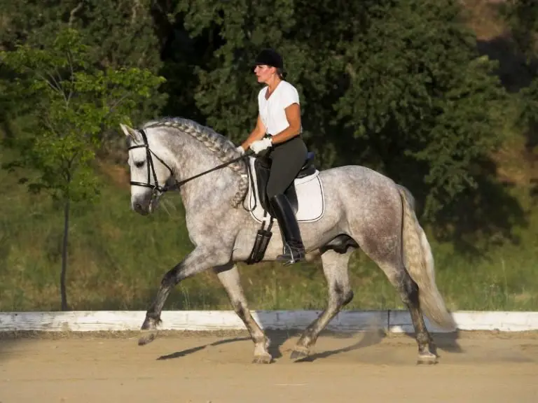 How To Ask A Horse To Trot In 6 Steps