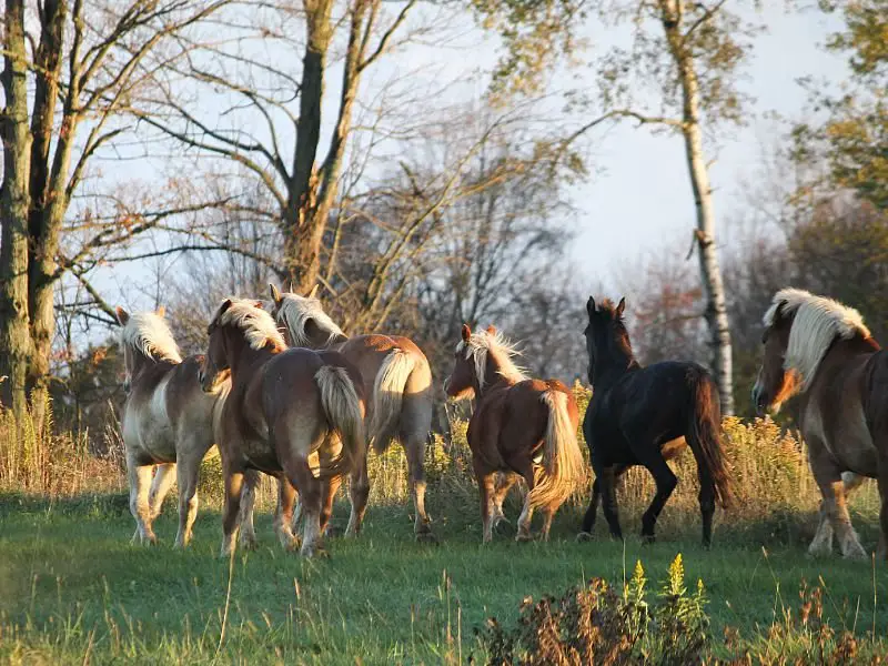 herd of belgian draft horses 
