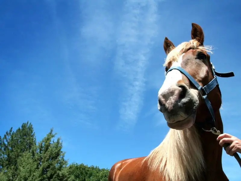 Belgian draft horses have good personalities