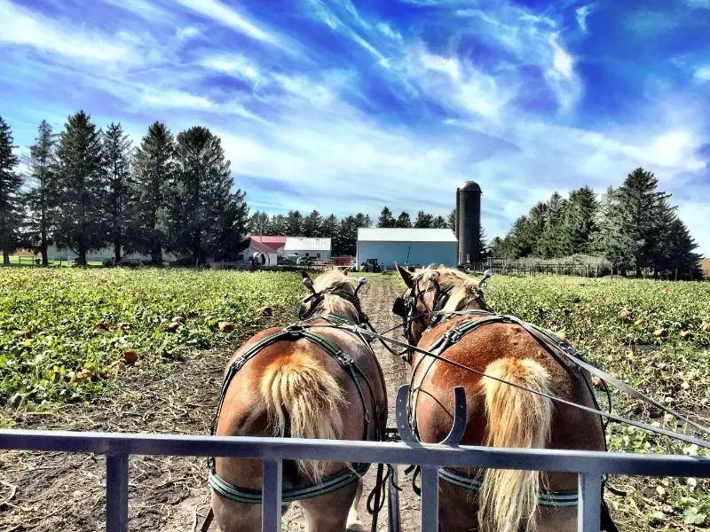 belgian draft horses working field