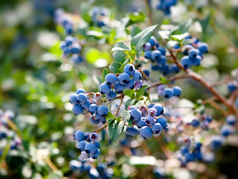 Blueberries: A Healthy Treat for Horses