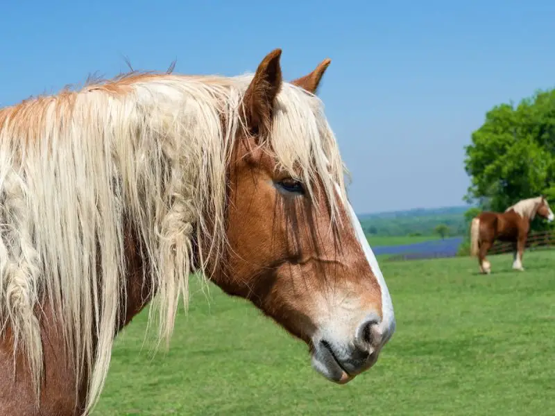 Belgian Draft horse has a big head