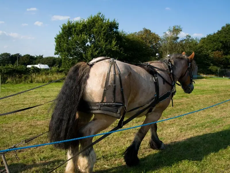 roan belgian draft in harness