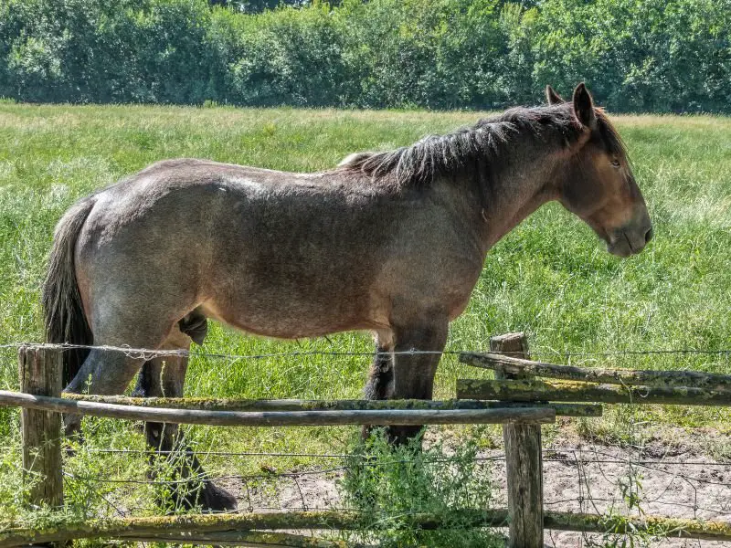 roan belgian draft  horse