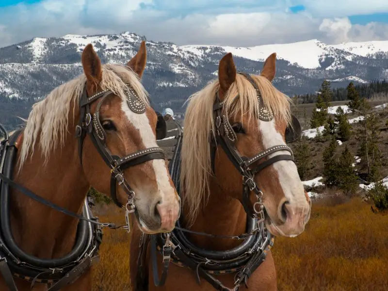 Belgian Draft Horse