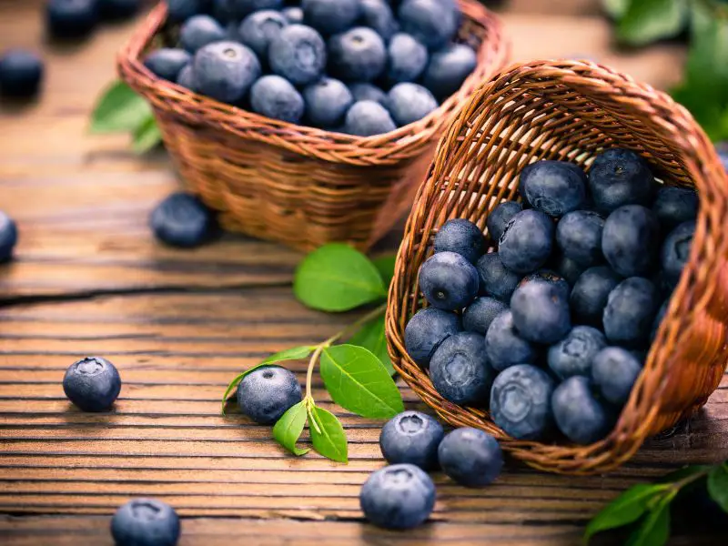 Blueberries A Healthy Treat for Horses