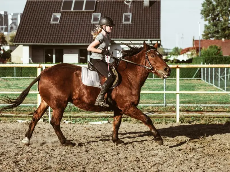 HOW TO STOP A HORSE FROM PULLING ON THE BIT