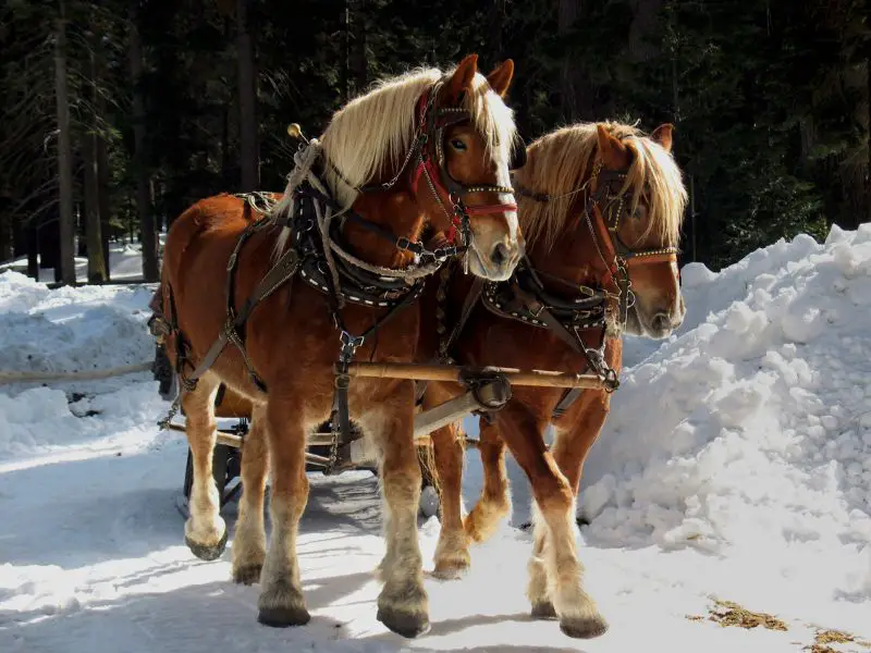 Belgian draft horses pulling a sleigh